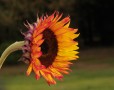 Flaming sunflower by E. Duprat