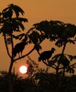 Honorable mention digital. Sunset at the Pantanal